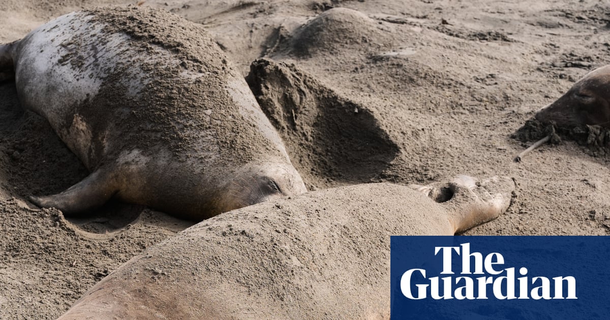 Bird flu kills dozens of elephant seal pups at California state park | US news