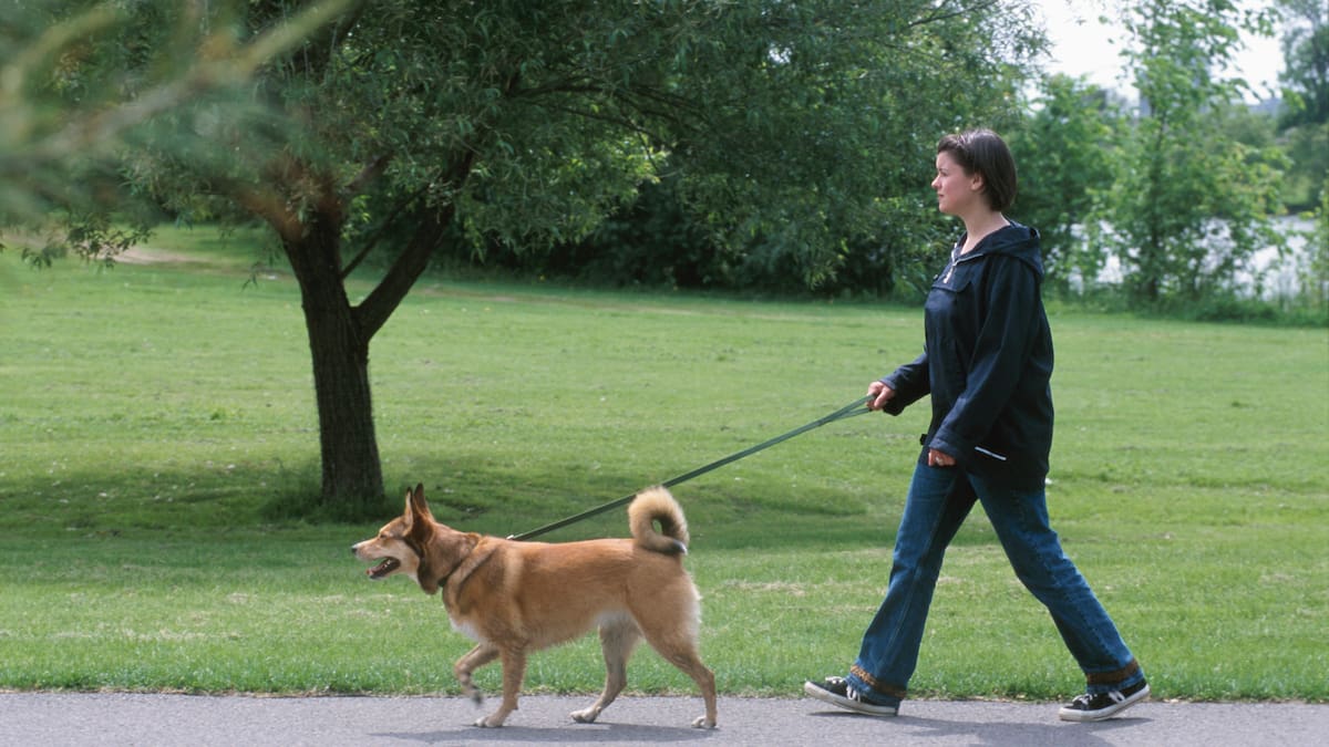 Dog walker attacked in Pakūranga, East Auckland park – police hunting for 3 people