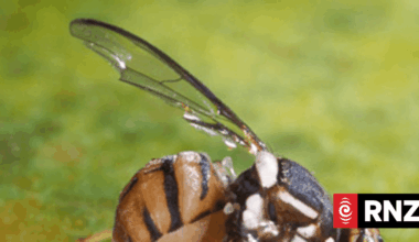 Single male Oriental fruit fly discovered in Papatoetoe in Auckland