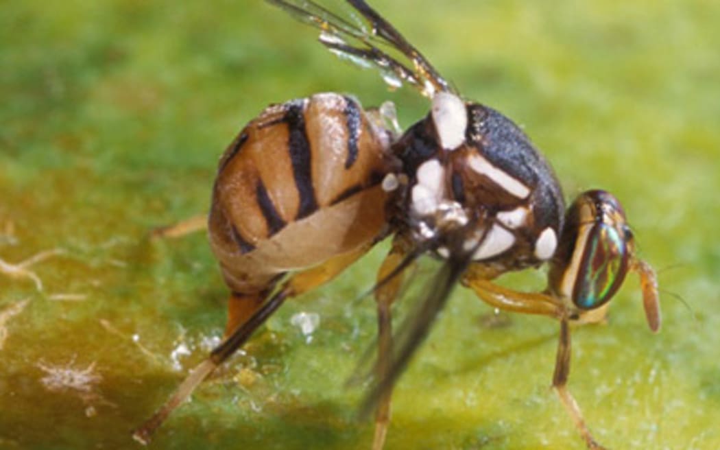 An Oriental fruit fly on a piece of fruit.