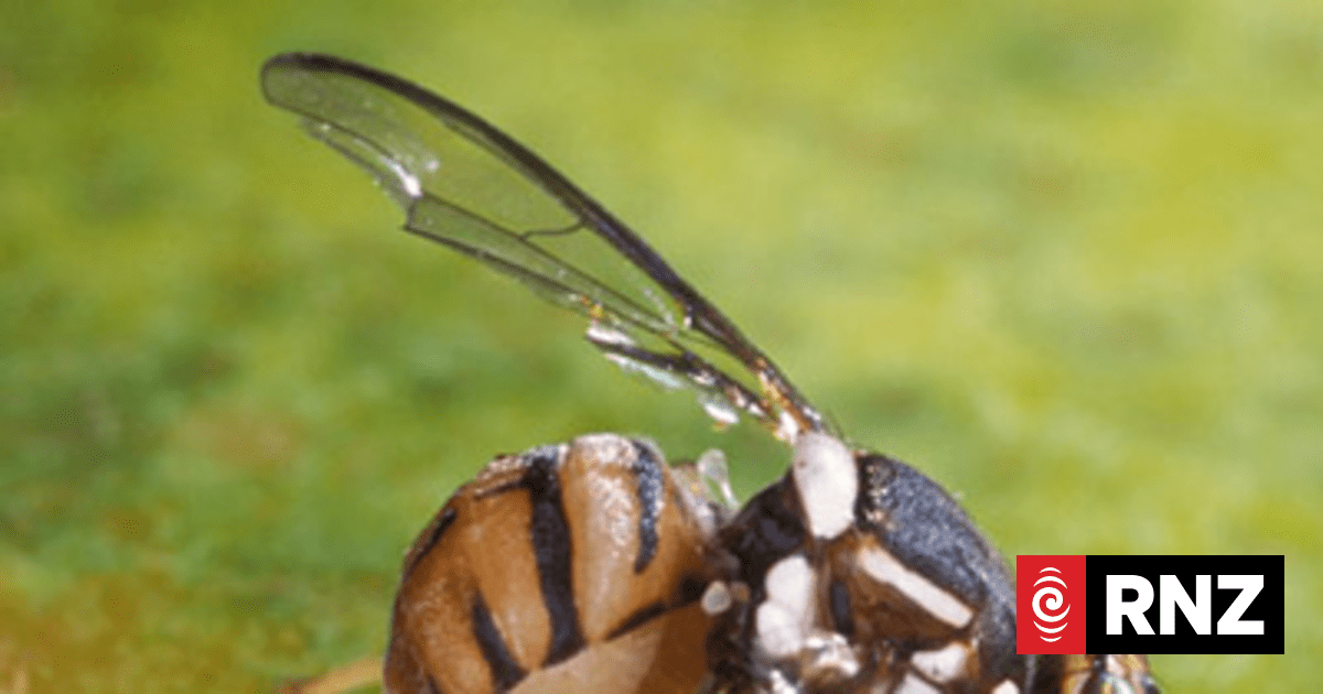 Single male Oriental fruit fly discovered in Papatoetoe in Auckland
