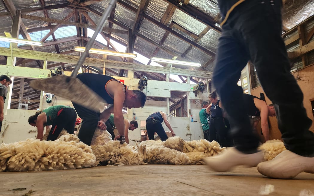 Shearers at work in a woolshed with the sweeper wearing clogs in the foreground