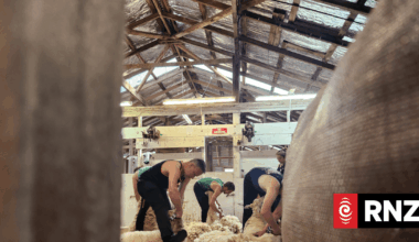 Country Life: International blade shearers on edge for the Golden Shears