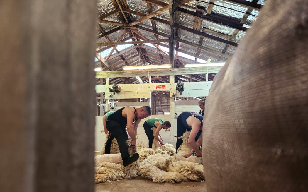 Three shearers bending over sheep as they blade shear, seen between wool bales in the foreground
