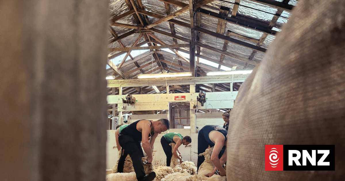 Country Life: International blade shearers on edge for the Golden Shears