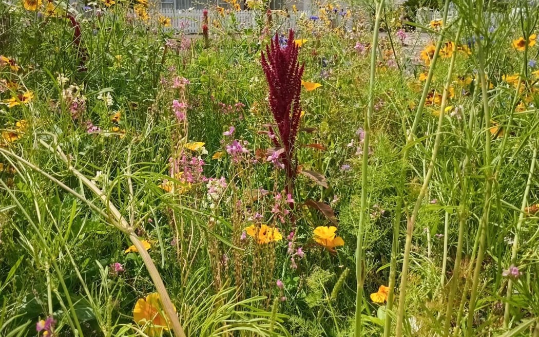 Levin resident Louise McCarthy decided to transform her berm into an urban meadow full of wildflowers after Horowhenua District Council stopped mowing residential berms.