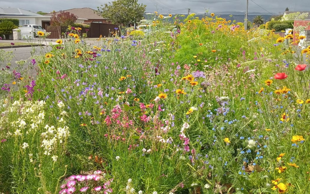 Levin resident Louise McCarthy decided to transform her berm into an urban meadow full of wildflowers after Horowhenua District Council stopped mowing residential berms.