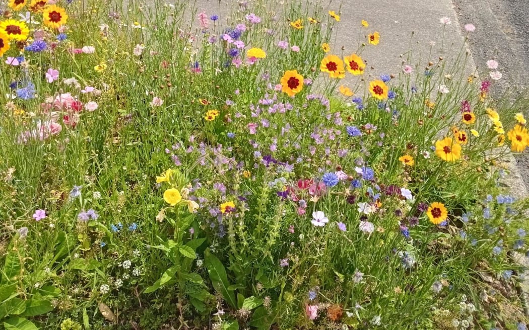 Levin resident Louise McCarthy decided to transform her berm into an urban meadow full of wildflowers after Horowhenua District Council stopped mowing residential berms.
