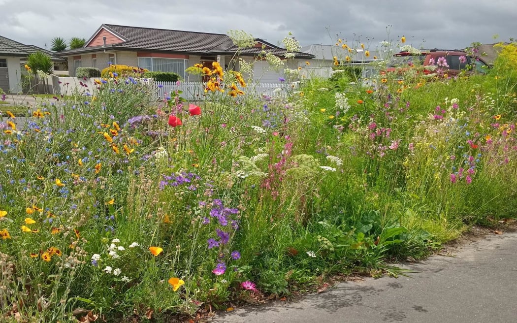 Levin resident Louise McCarthy decided to transform her berm into an urban meadow full of wildflowers after Horowhenua District Council stopped mowing residential berms.