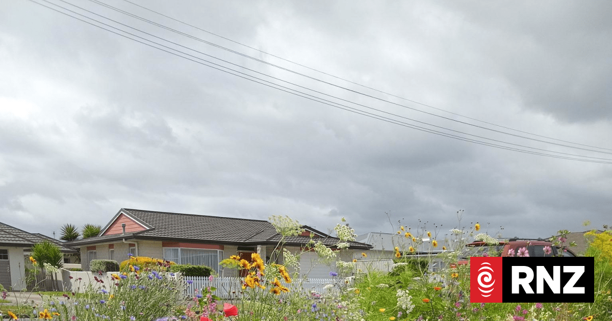 Council cost cutting prompts Levin woman to turn berm into flower garden