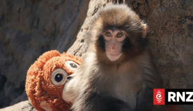 Fans flock to Japan zoo to see viral baby monkey Punch