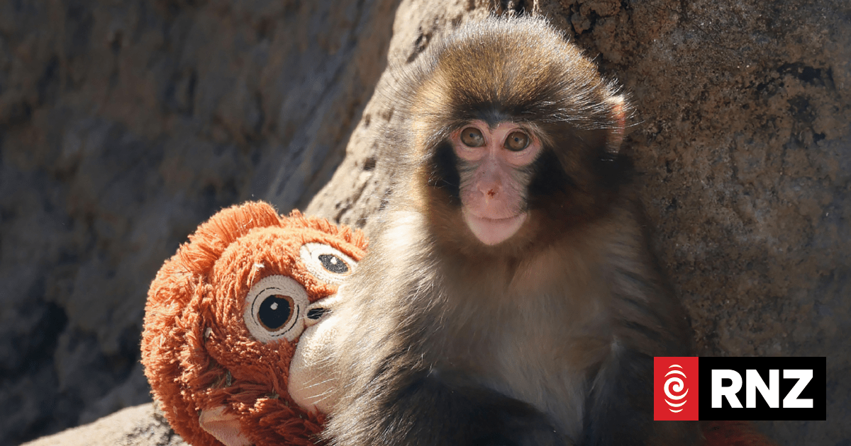 Fans flock to Japan zoo to see viral baby monkey Punch