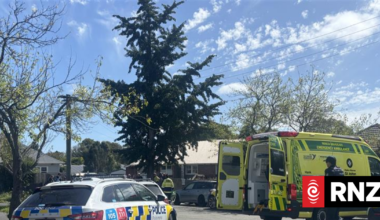 Dogs that injured three people in Christchurch could be euthanised, councillor says