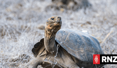 158 giant tortoises reintroduced to a Galapagos island