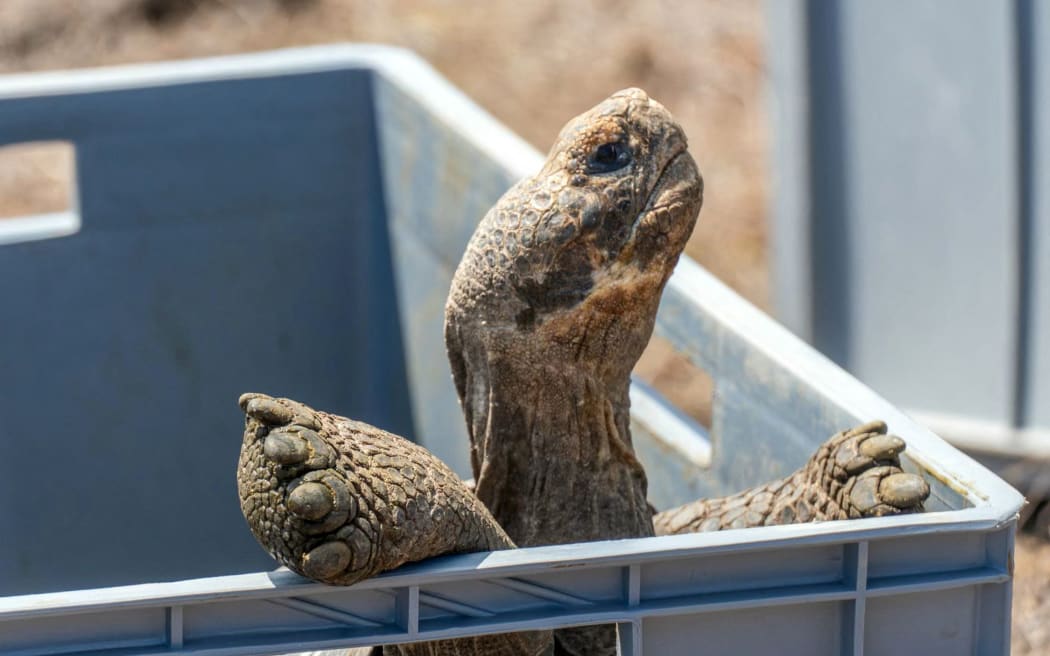 This handout picture released by Ecuador's Environment Ministry shows a Floreana giant tortoise (Chelonoidis niger) before being released by park rangers on Floreana Island, in the Galapagos archipelago, Ecuador, on February 20, 2026. Scientists and park rangers reintroduced around 150 giant tortoises to Floreana Island, in the Galapagos archipelago, from where they disappeared more than a century ago, Ecuador's Environment Ministry said on February 20. The animals belong to a "hybrid tortoise with a high genetic load of Chelonoidis niger," originally from Isabela Island, the ministry told AFP. (Photo by Handout / Ecuador's Ministry of Environment / AFP) / RESTRICTED TO EDITORIAL USE - MANDATORY CREDIT "AFP PHOTO / ECUADOR'S MINISTRY OF ENVIRONMENT" - NO MARKETING NO ADVERTISING CAMPAIGNS - DISTRIBUTED AS A SERVICE TO CLIENTS