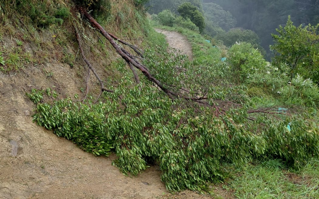 Trees down on Mount Victoria, February 2026.