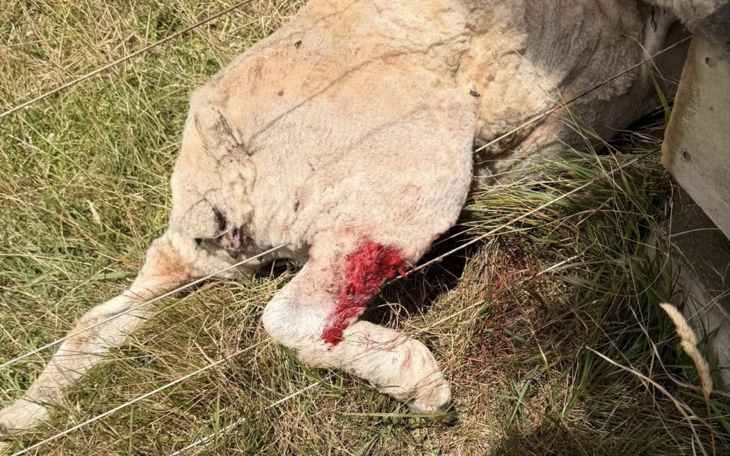 A photo of one of the sheep that has been killed by roaming dogs.