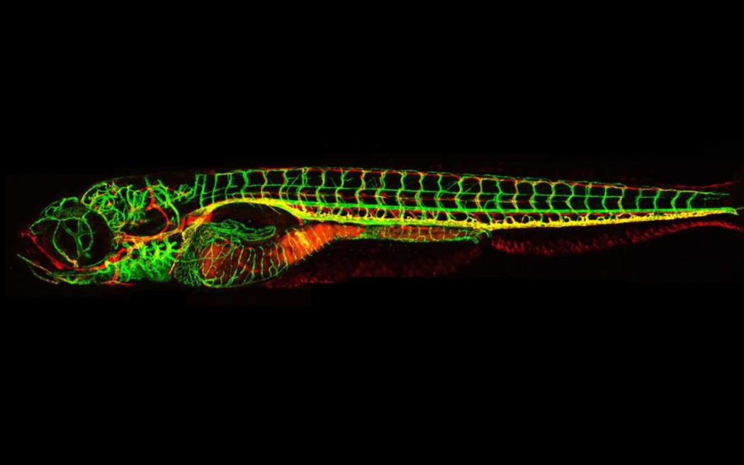 In this living zebrafish larva, the lymphatic vessels are fluorescently labelled red, while blood vessels are green, allowing scientists to visualise vessel growth in a developing animal.