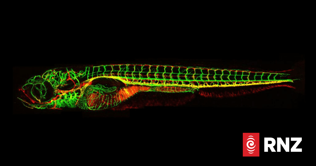 How a tiny fish could lead to treatment for a painful, chronic condition