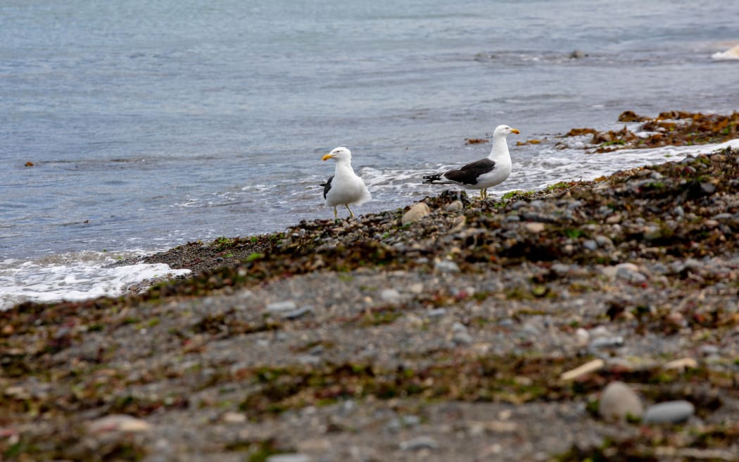 Seagulls at Wellington Airport.