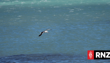 'Opportunistic' seagulls making the most of Wellington sewage spill
