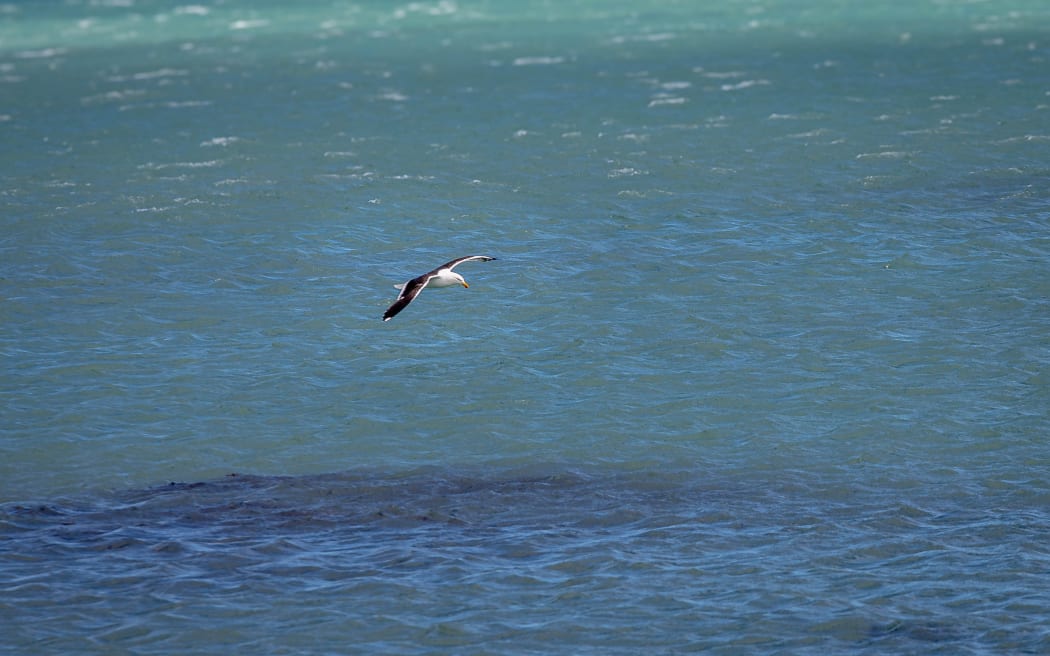 Seagulls at Wellington Airport.