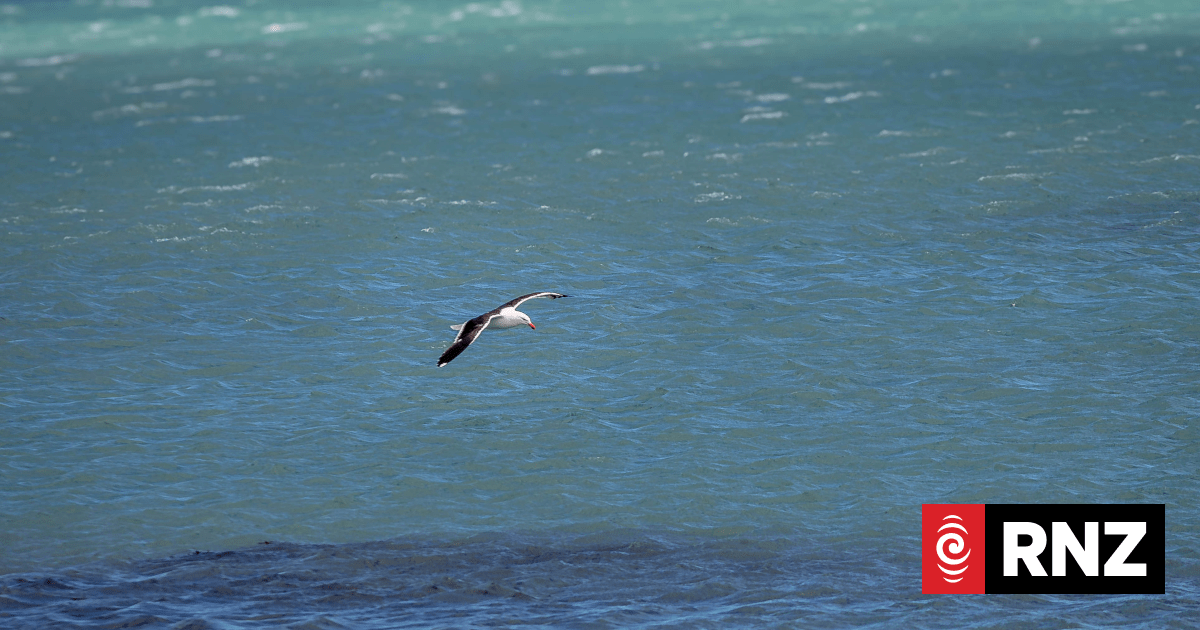 'Opportunistic' seagulls making the most of Wellington sewage spill