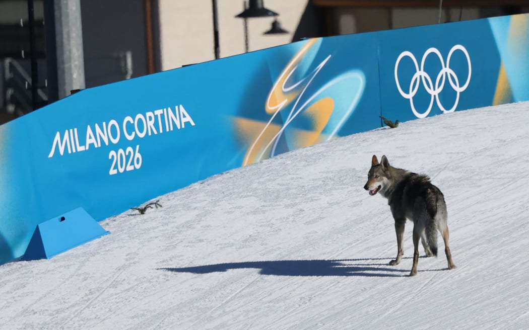 A dog – reportedly a Czechoslovakian wolfdog – wanders onto the ski trail during the women's team cross country free sprint qualification event at Tesero Cross-Country Skiing Stadium in Lago di Tesero (Val di Fiemme) on February 18.