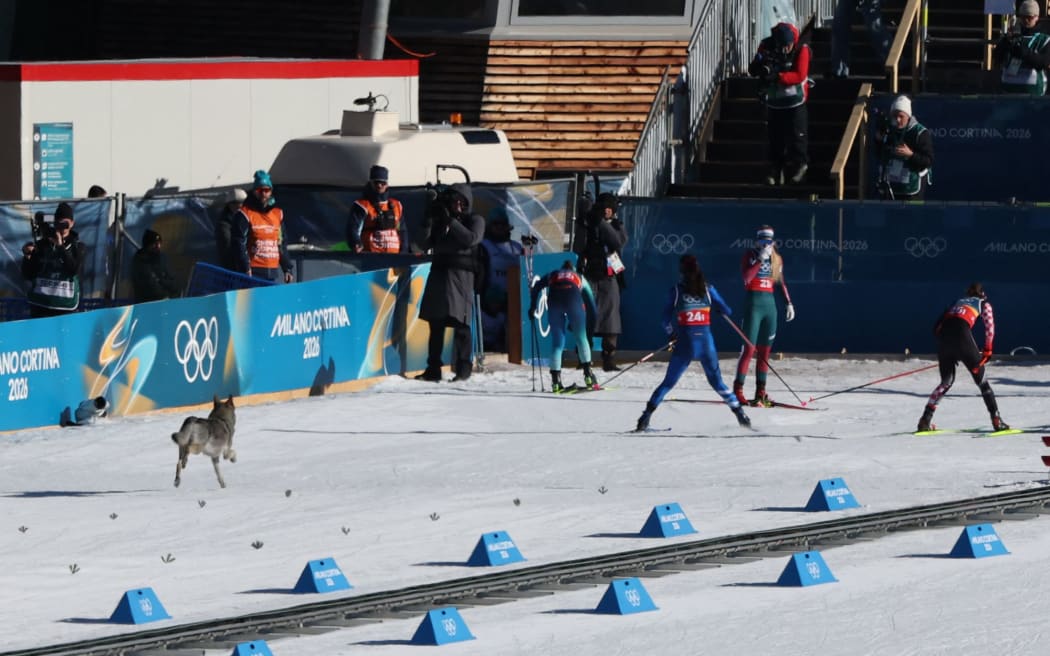 A dog – reportedly a Czechoslovakian wolfdog – wanders onto the ski trail during the women's team cross country free sprint qualification event at Tesero Cross-Country Skiing Stadium in Lago di Tesero (Val di Fiemme) on February 18.