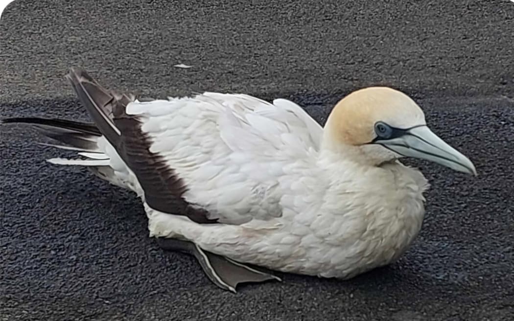 A gannet.
