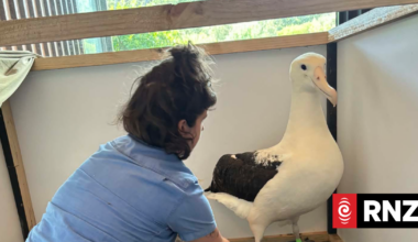 More injured sea birds seen after storms by beach clean up group
