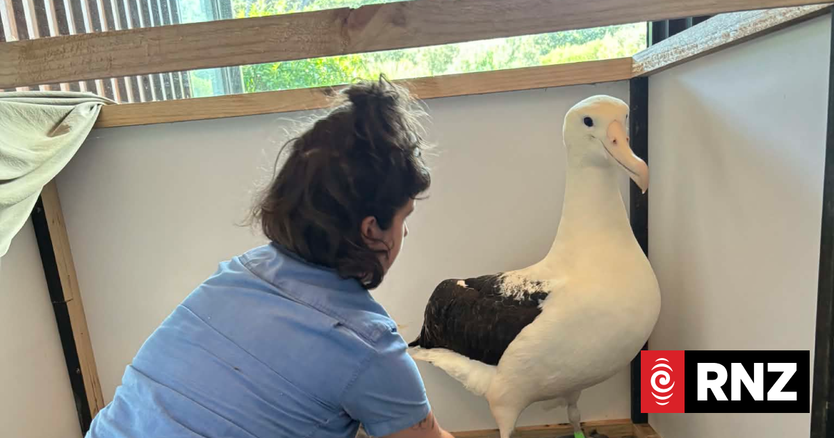 More injured sea birds seen after storms by beach clean up group