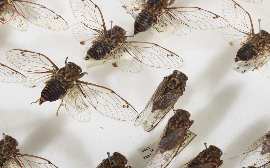 Te Papa hosts a wide collection of cicadas in its inventory.