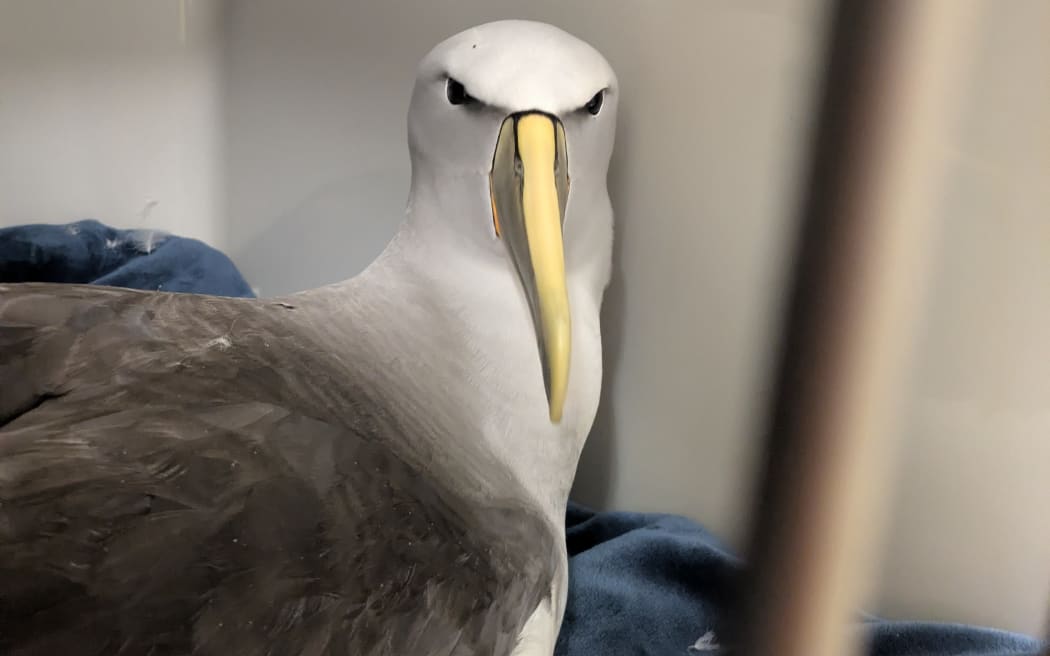 An albatross/toroa being looked after at Wellington Zoo.