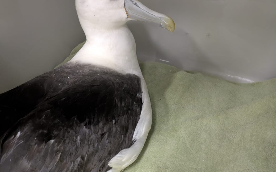 An albatross/toroa being looked after at Wellington Zoo.