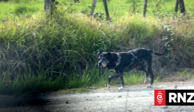 What dog control laws say about fatal attacks - and what people want to change