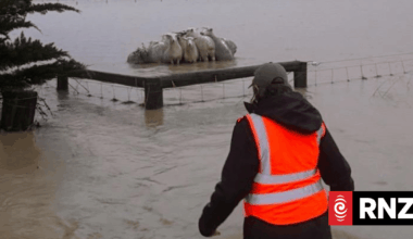 Farmer rescues sheep stranded in Banks Peninsula floodwaters