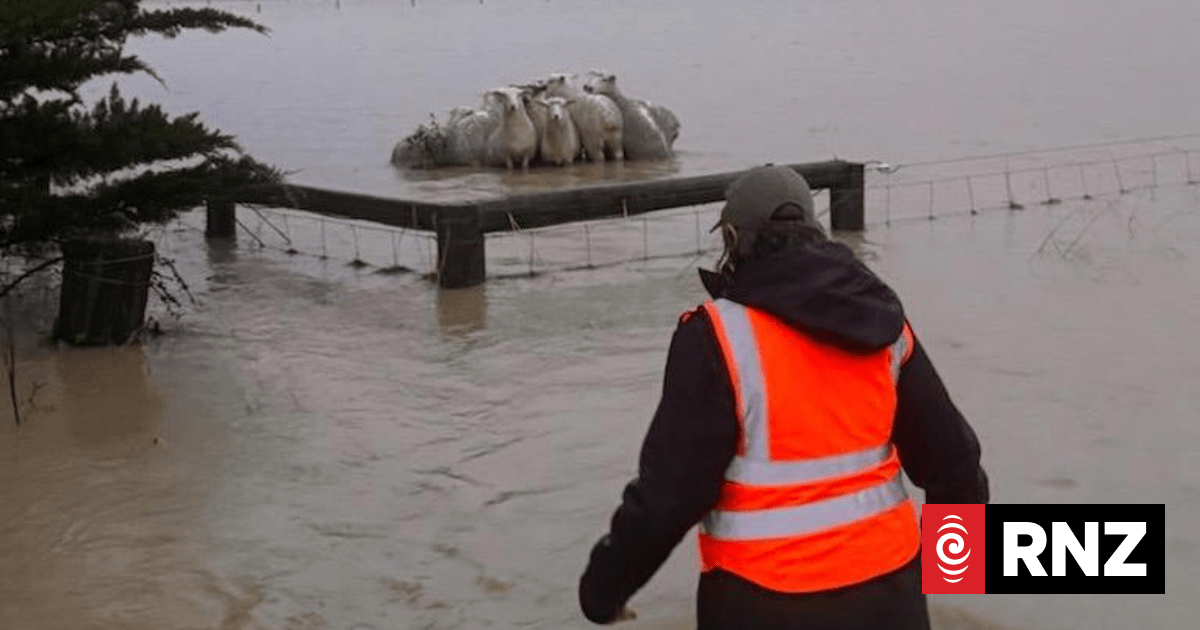 Farmer rescues sheep stranded in Banks Peninsula floodwaters