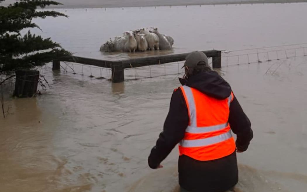 Farm worker rescues stranded sheep after huge downpours at Teddington, Banks Peninsula.