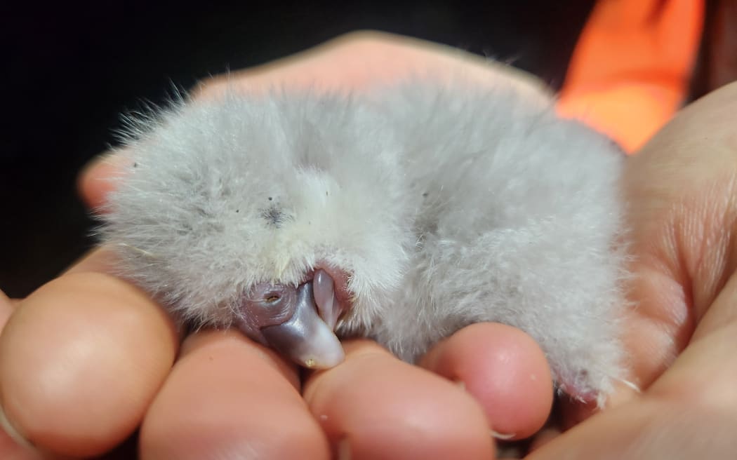 Tīwhiri's new, one-day-old chick.