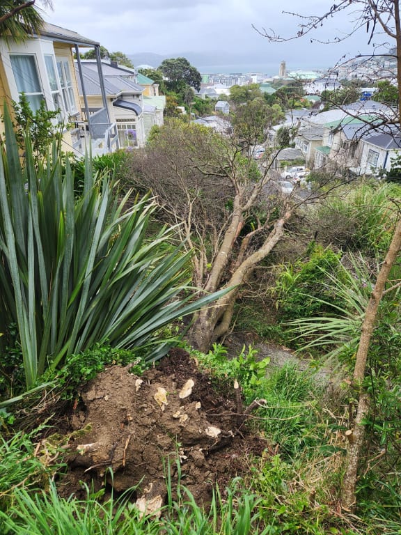 The wind toppled this dead tree in the Wellington suburb of Mount Cook, taking down power lines to at least one house. Photo: John Gerritsen/RNZ