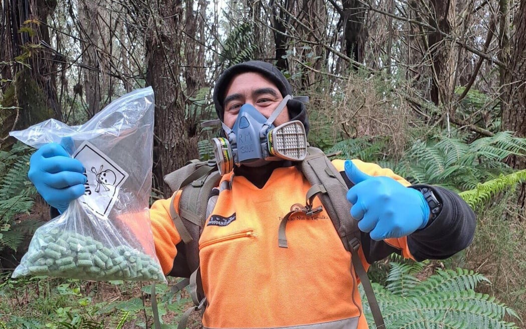 Te Taio Kaimahi Rawiri Faulkner at work in the  Kaimai Mamaku Forest. Photo / Supplied