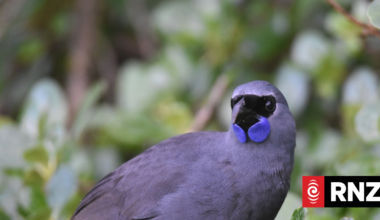 Rat-free forest offers rare boost for kōkako north of Rotorua