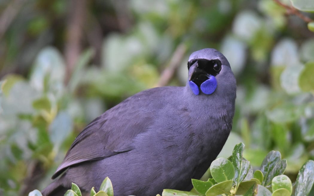 North Island kōkako. Photo / Spencer McIntyre