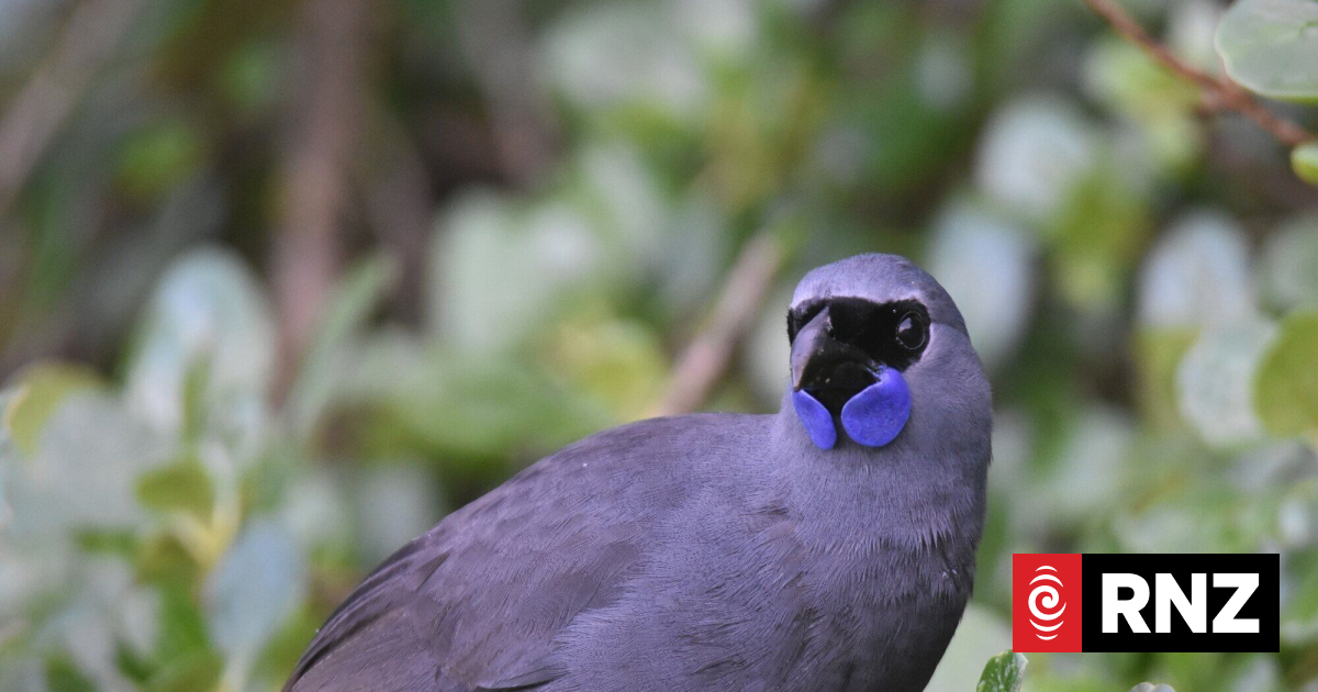 Rat-free forest offers rare boost for kōkako north of Rotorua