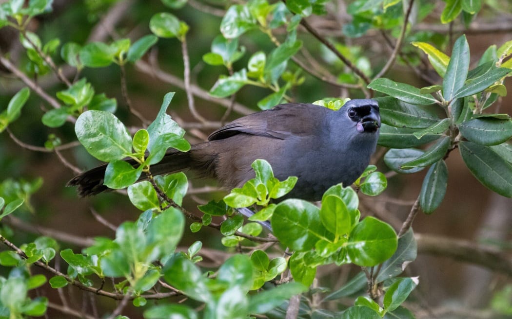 The North Island kokako has one of the world's longest singing duets. Photo / Richard Littauer