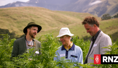 Country's largest medicinal cannabis grower Puro NZ set to harvest biggest crop yet