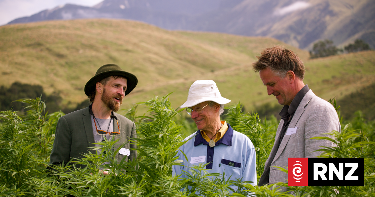 Country's largest medicinal cannabis grower Puro NZ set to harvest biggest crop yet