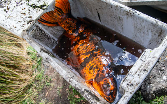 Invasive fish being caught and eliminated in Western Springs