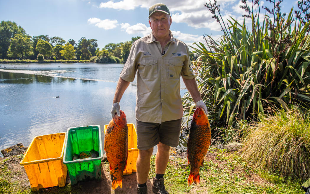 Invasive fish being caught and eliminated in Western Springs